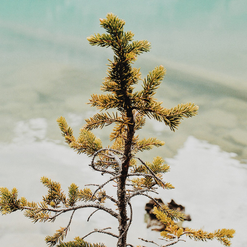 Joffre Lakes Provincial Park